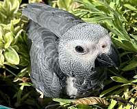 african-grey-parrot-for-sale