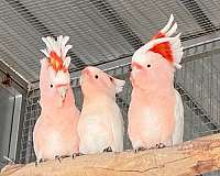 cockatoo-for-sale-in-riverside-ca