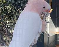 bird-for-sale-in-riverside-ca