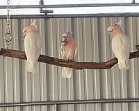 medium-cockatoo-for-sale