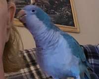 companion-bird-for-sale-in-katy-tx