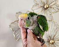 double-yellow-head-amazon-parrot-for-sale-in-hazleton-pa