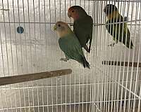 peach-faced-lovebird-for-sale