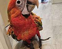citron-hybrid-macaw-for-sale