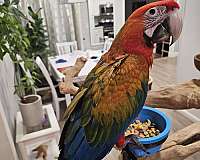 cinnamon-hybrid-macaw-for-sale