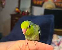 pastel-bird-for-sale-in-warner-robins-ga