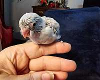 handfed-bird-for-sale-in-warner-robins-ga