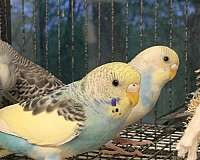 opaline-pied-bird-for-sale-in-spring-valley-il