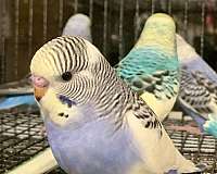 baby-bird-for-sale-in-spring-valley-il