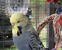 mixed-bird-for-sale-in-spring-valley-il