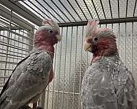 rose-breasted-cockatoo-for-sale-in-norcross-ga