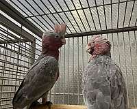 rose-breasted-cockatoo-for-sale