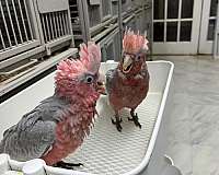 baby-rose-breasted-cockatoo-for-sale