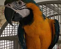 macaw-for-sale-in-chalfont-pa