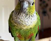 black-capped-conure-for-sale-in-allen-tx