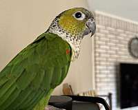 black-capped-conure-bird-adoption