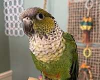 black-capped-conure-for-sale