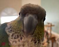green-black-capped-conure-for-sale