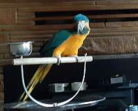 aggressive-blue-throat-macaw-for-sale