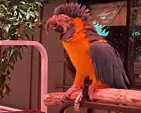 rescue-blue-throat-macaw-for-sale