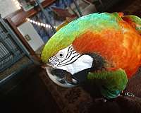 blue-hybrid-macaw-for-sale