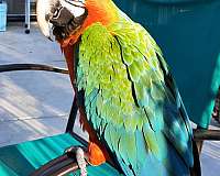 green-hybrid-macaw-for-sale