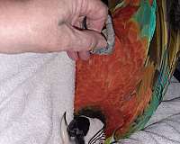 orange-hybrid-macaw-for-sale