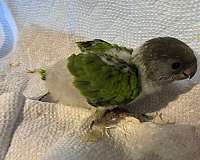 ringneck-parakeet-for-sale-in-wilmington-ma