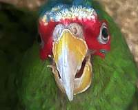 mitred-conure-for-sale-in-wilmington-ma