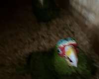 adult-mitred-conure-for-sale