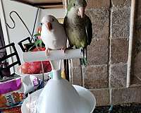 albino-green-bird-for-sale-in-middletown-ny