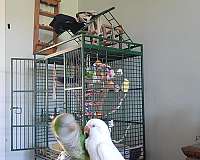 medium-albino-green-bird-for-sale