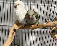albino-green-bonded-pair-bird-for-sale