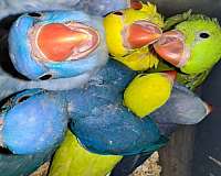 ringneck-parakeet-for-sale-in-longmont-co
