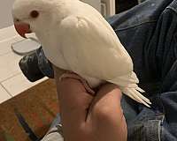 albino-bird-for-sale-in-kissimmee-fl