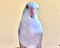 parrotlet-for-sale-in-greenfld-ctr-ny