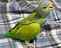 homing-blue-headed-pionus-parrots-for-sale