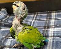quiet-blue-headed-pionus-parrots-for-sale
