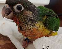 noisy-bird-for-sale-in-kooskia-id