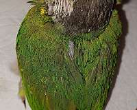 conure-for-sale