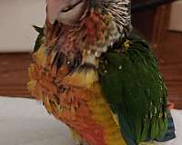 blue-conure-for-sale