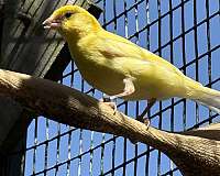 brown-canary-for-sale