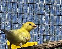 canary-for-sale