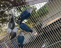 fischers-lovebird-for-sale-in-kissimmee-fl