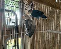 fischers-lovebird-for-sale