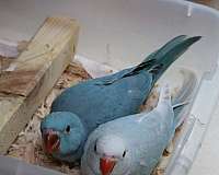 blue-bird-for-sale-in-saint-paul-mn