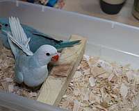 ringneck-parakeet-for-sale