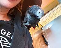 bird-for-sale-in-bellbrook-oh