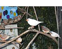 zebra-finch-for-sale