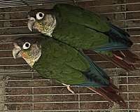 green-cheek-conure-for-sale